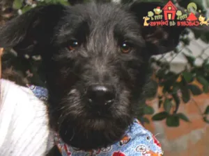 Cachorro raça SRD idade 2 a 6 meses nome PORQUINHO