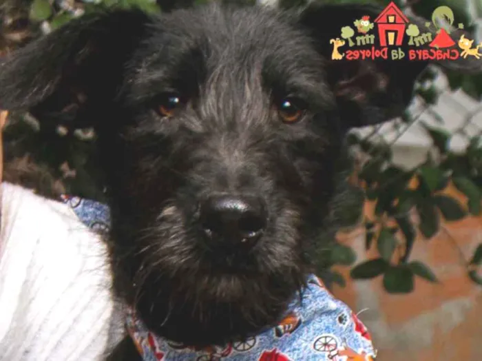 Cachorro raça SRD idade 2 a 6 meses nome PORQUINHO