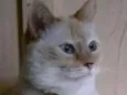 Miau Miau