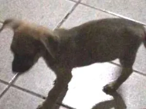 Cachorro raça Vira lata idade Abaixo de 2 meses nome Pitico