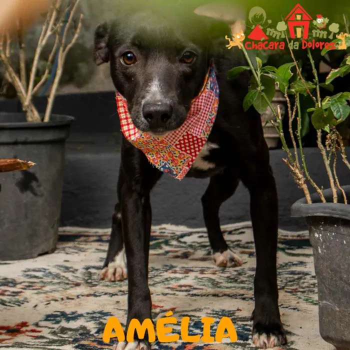 Cachorro ra a SRD idade 1 ano nome AMÉLIA 
