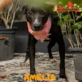 AMÉLIA