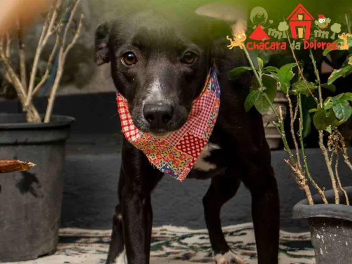 Cachorro ra a SRD idade 1 ano nome AMÉLIA 