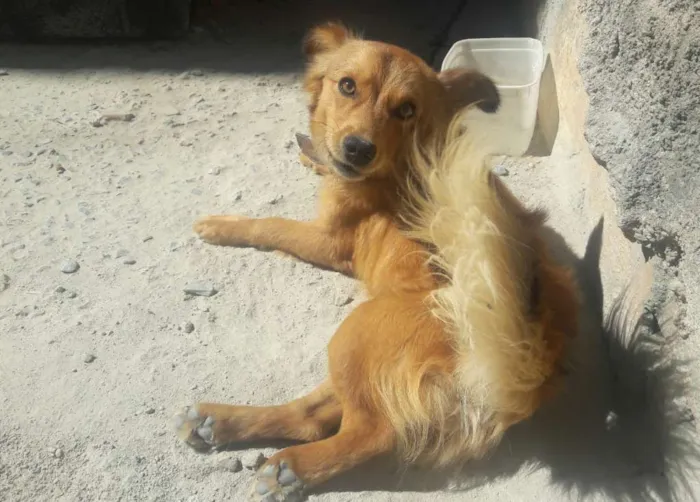 Cachorro ra a Vira-lata idade 1 ano nome Eros