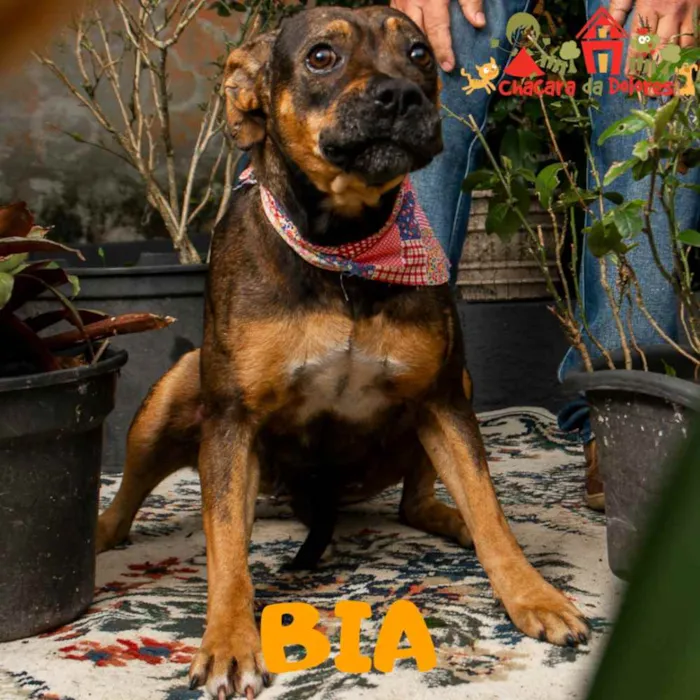 Cachorro ra a SRD idade 1 ano nome BIA-BOXER