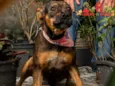 BIA-BOXER