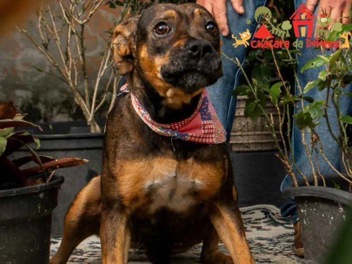 Cachorro ra a SRD idade 1 ano nome BIA-BOXER