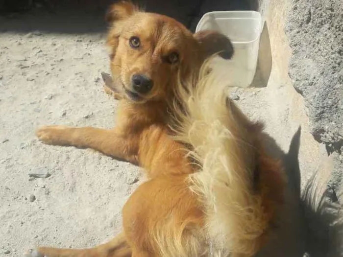 Cachorro ra a Vira-lata idade 1 ano nome Eros