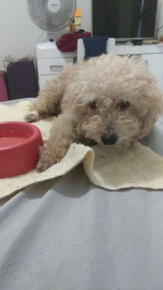 Cachorro ra a Poddle idade 1 ano nome Não tem