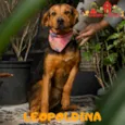 LEOPOLDINA
