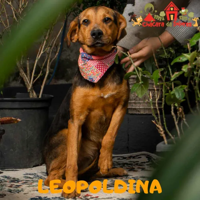 Cachorro ra a SRD idade 1 ano nome LEOPOLDINA