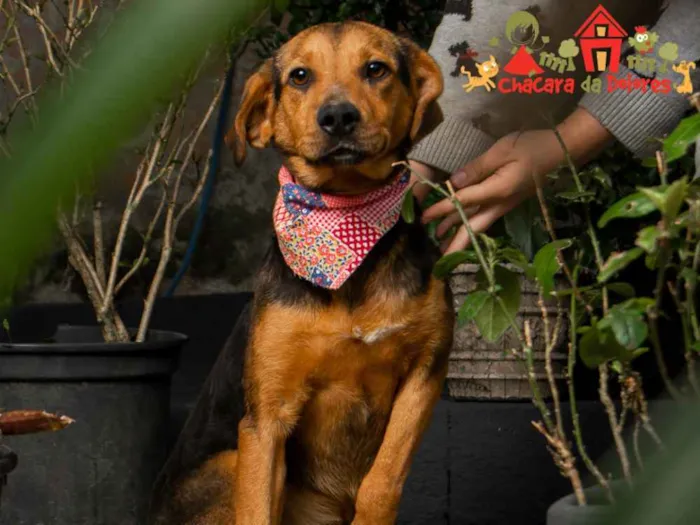 Cachorro ra a SRD idade 1 ano nome LEOPOLDINA