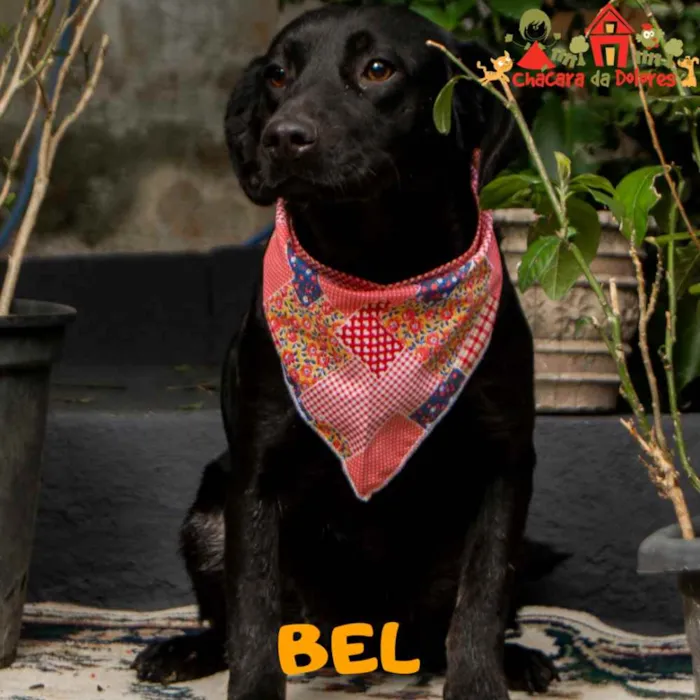 Cachorro ra a Srd idade 7 a 11 meses nome BEL-PORTE P