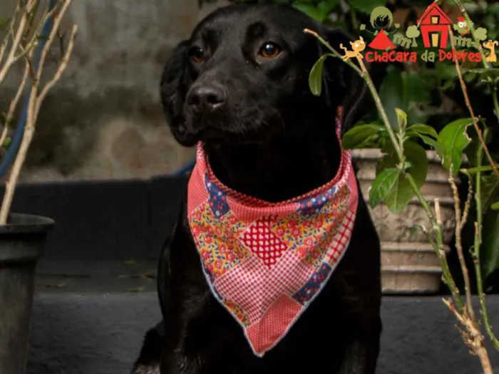 Cachorro ra a Srd idade 7 a 11 meses nome BEL-PORTE P