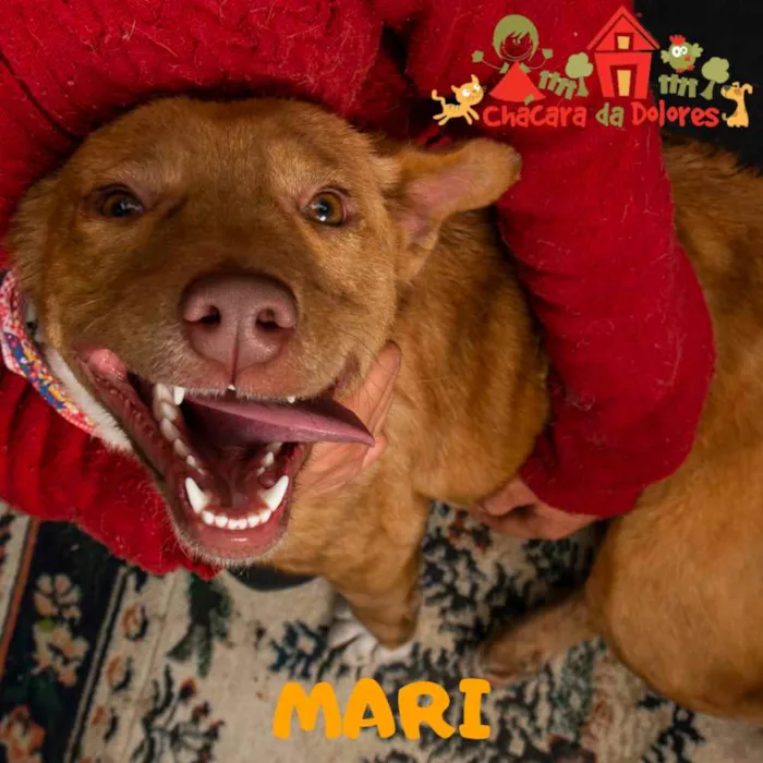 MARI-PIT BULL