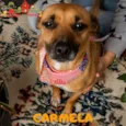 CARMELA-PORTE P