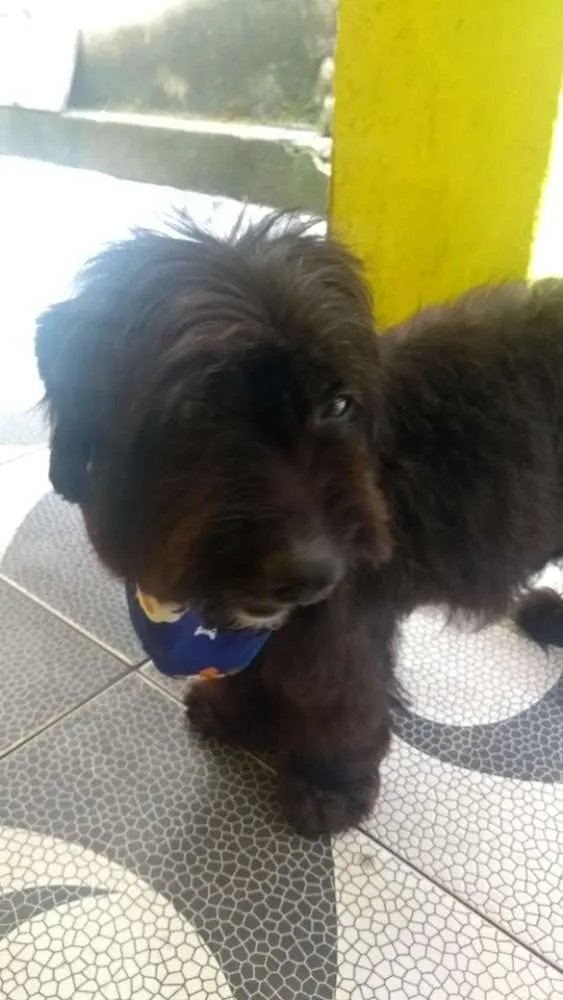 Cachorro ra a Poodle idade  nome Não tem nome