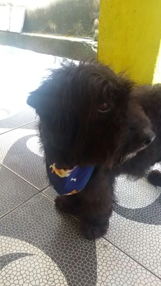Cachorro ra a Poodle idade  nome Não tem nome