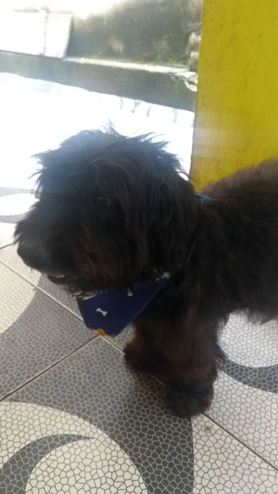 Cachorro ra a Poodle idade  nome Não tem nome