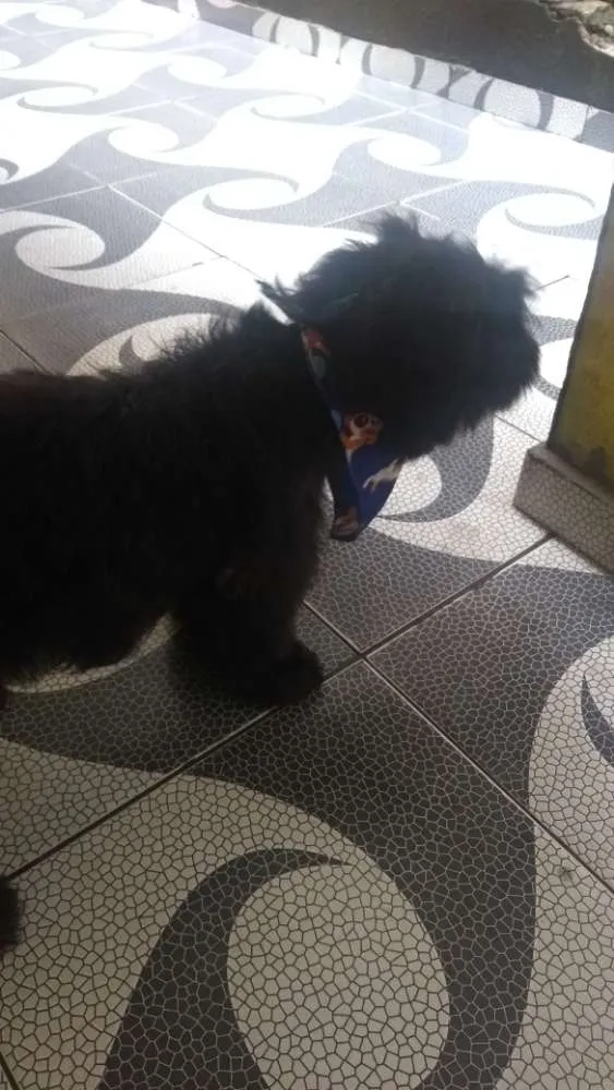 Cachorro ra a Poodle idade  nome Não tem nome