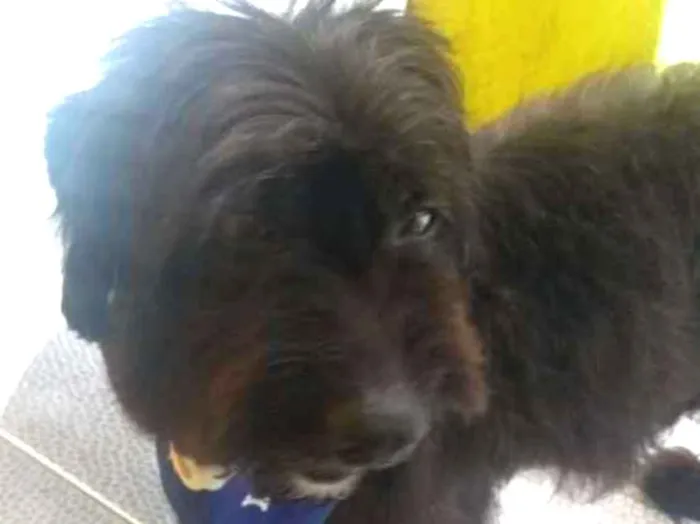 Cachorro ra a Poodle idade  nome Não tem nome