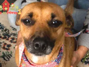 Cachorro raça Srd idade 1 ano nome CARMELA-PORTE P