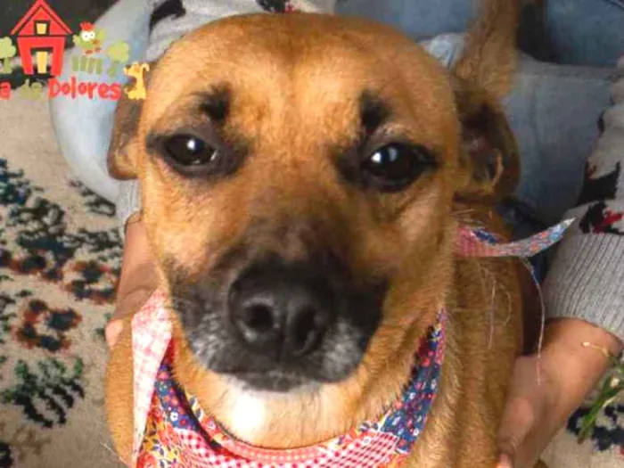 Cachorro ra a Srd idade 1 ano nome CARMELA-PORTE P