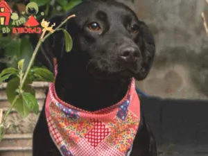 Cachorro raça Srd idade 7 a 11 meses nome BEL-PORTE P