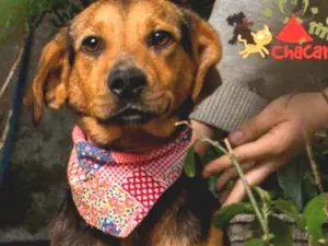 Cachorro raça SRD idade 1 ano nome LEOPOLDINA