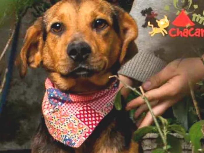 Cachorro ra a SRD idade 1 ano nome LEOPOLDINA