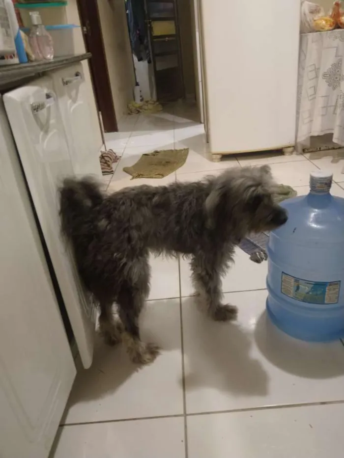 Cachorro ra a Não identificada idade 1 ano nome Princesa