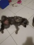 Princesa