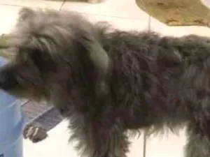 Cachorro raça Não identificada idade 1 ano nome Princesa