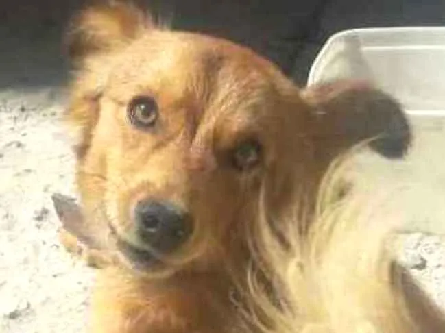 Cachorro ra a Vira-lata idade 1 ano nome Eros