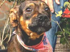 Cachorro raça SRD idade 1 ano nome BIA-BOXER