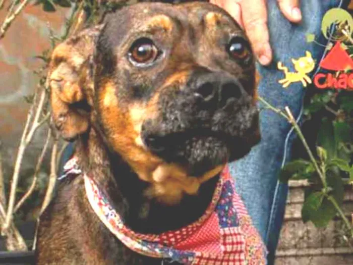 Cachorro ra a SRD idade 1 ano nome BIA-BOXER