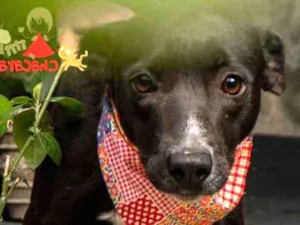 Cachorro raça SRD idade 1 ano nome AMÉLIA 