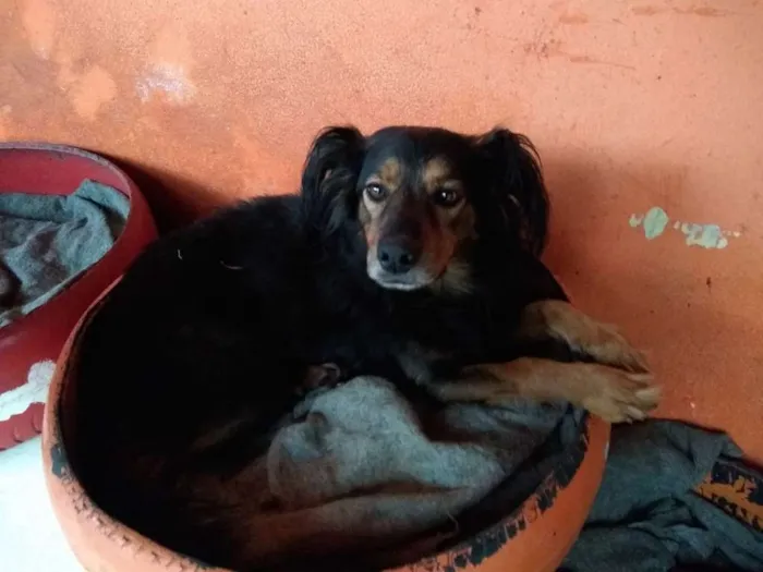 Cachorro raça SRD idade 5 anos nome Toddy