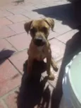 Jujuba