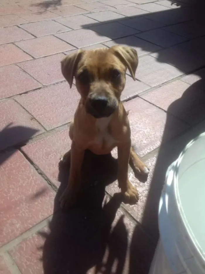 Cachorro ra a SRD idade 1 ano nome Jujuba