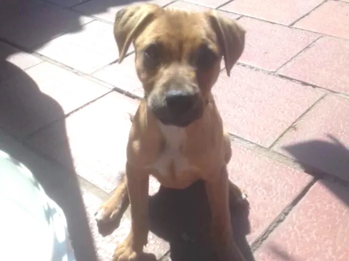 Cachorro ra a SRD idade 1 ano nome Jujuba