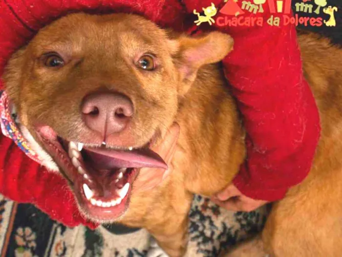 Cachorro raça SRD idade 1 ano nome MARI-PIT BULL