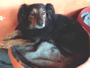 Cachorro raça SRD idade 5 anos nome Toddy