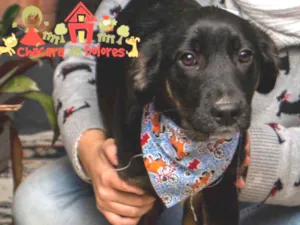 Cachorro raça SRD idade 2 a 6 meses nome OTÁVIO 