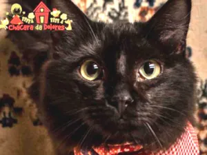 Gato raça SRD idade 2 a 6 meses nome PEDRINHO