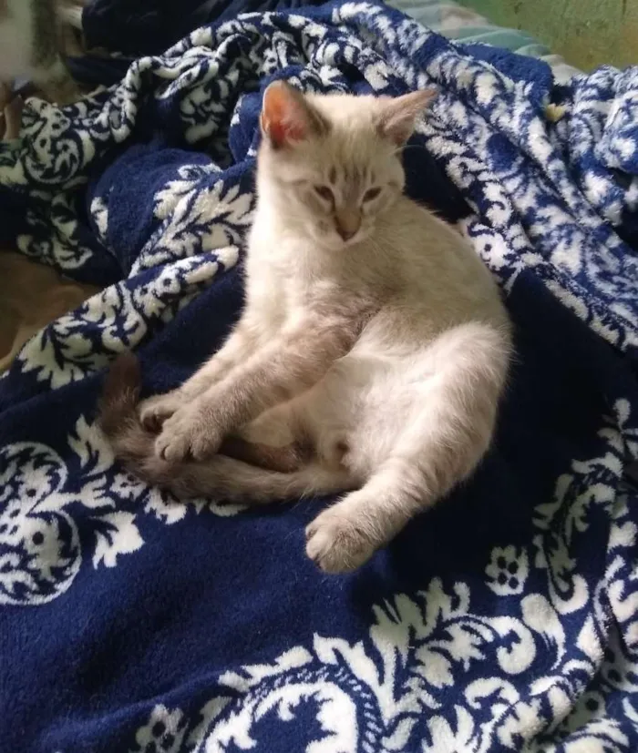 Gato ra a Siamês idade 2 a 6 meses nome Ainda sem nome