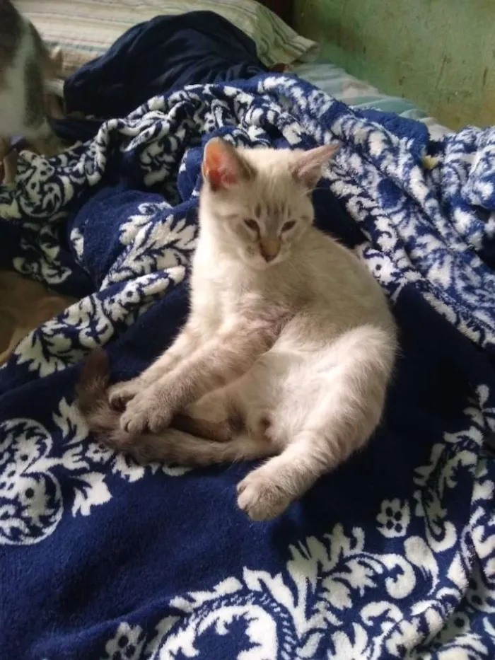 Gato ra a Siamês idade 2 a 6 meses nome Ainda sem nome