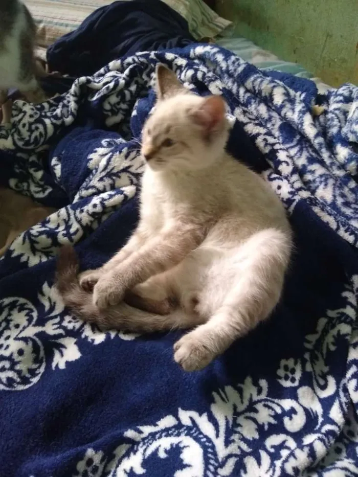 Gato ra a Siamês idade 2 a 6 meses nome Ainda sem nome