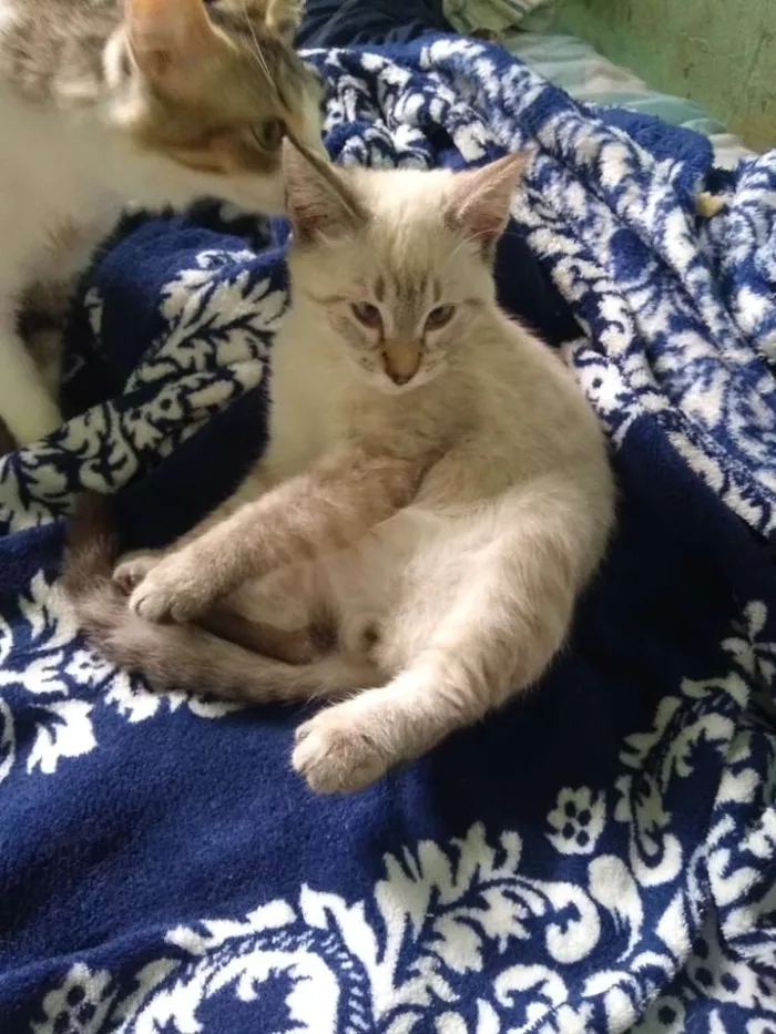 Gato ra a Siamês idade 2 a 6 meses nome Ainda sem nome