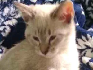 Gato raça Siamês idade 2 a 6 meses nome Ainda sem nome